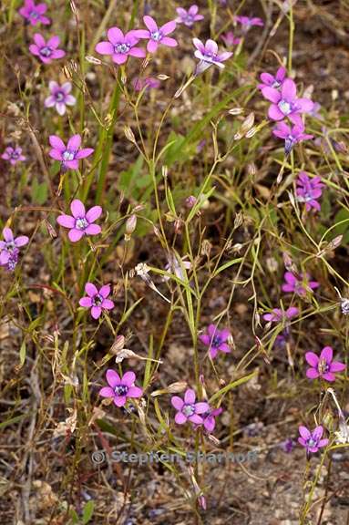 navarretia leptalea ssp leptalea 2 graphic